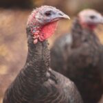 Weekly Economic News Roundup and turkey