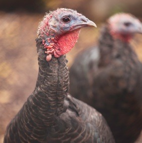 Weekly Economic News Roundup and turkey
