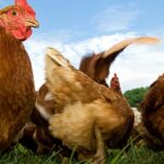 chicken export nationalism