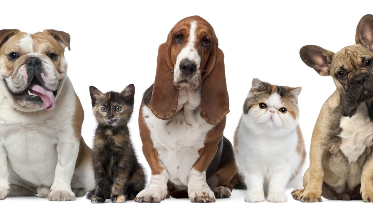 Pet Economic Indicators