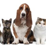 Pet Economic Indicators
