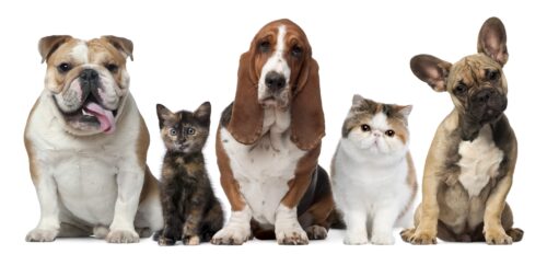 Pet Economic Indicators