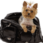 Weekly Economic News Roundup and dogs as an economic indicator