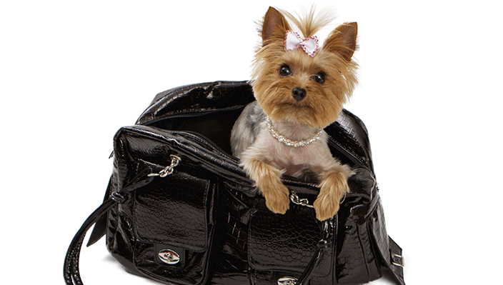 Weekly Economic News Roundup and dogs as an economic indicator