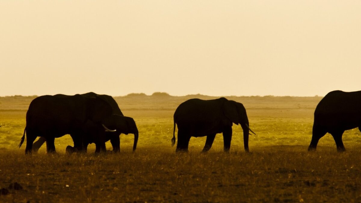 avocados and elephants