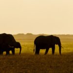 avocados and elephants