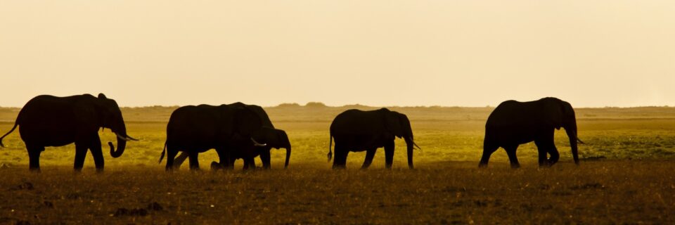 avocados and elephants