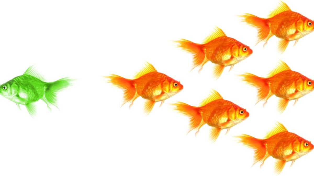creative destruction entrepreneurs' stories