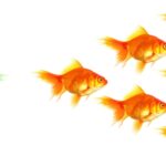 creative destruction entrepreneurs' stories