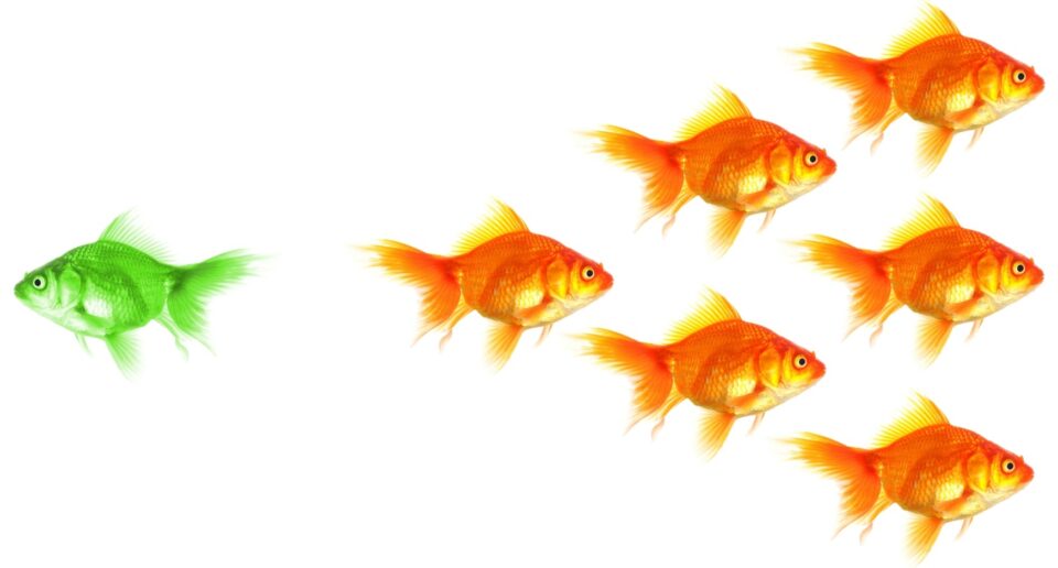 creative destruction entrepreneurs' stories