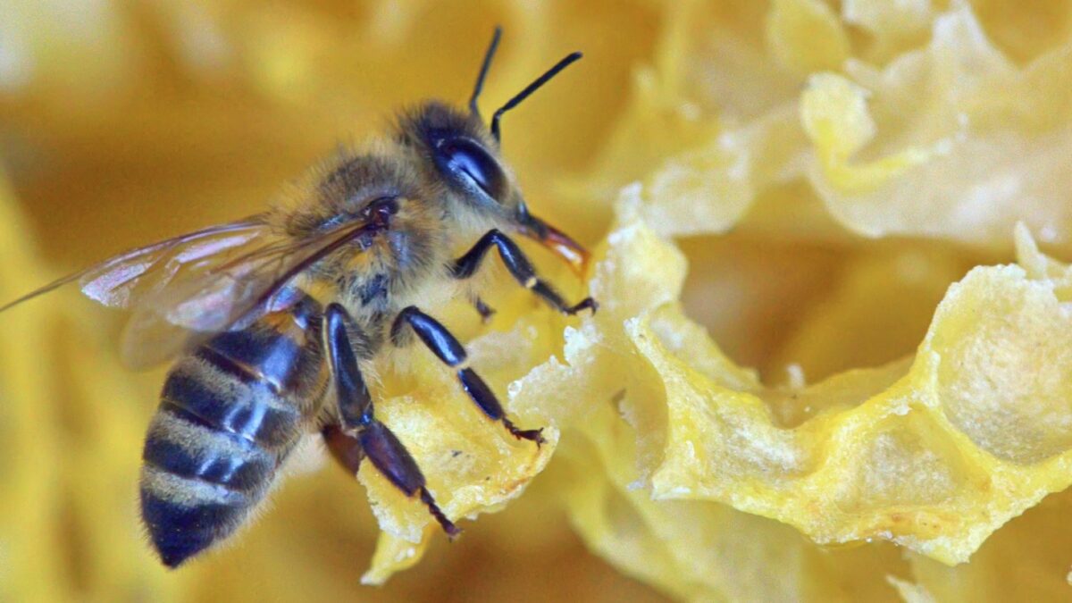 honeybee