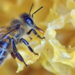 honeybee