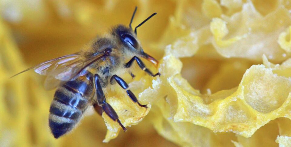 honeybee