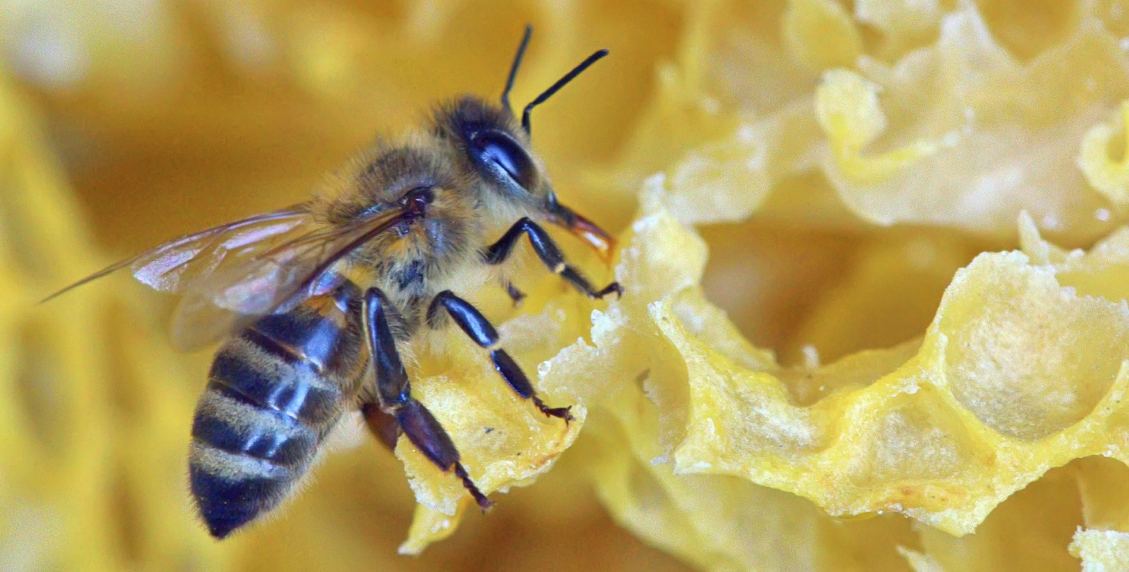 market system queen honey bee