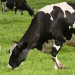 milk glut