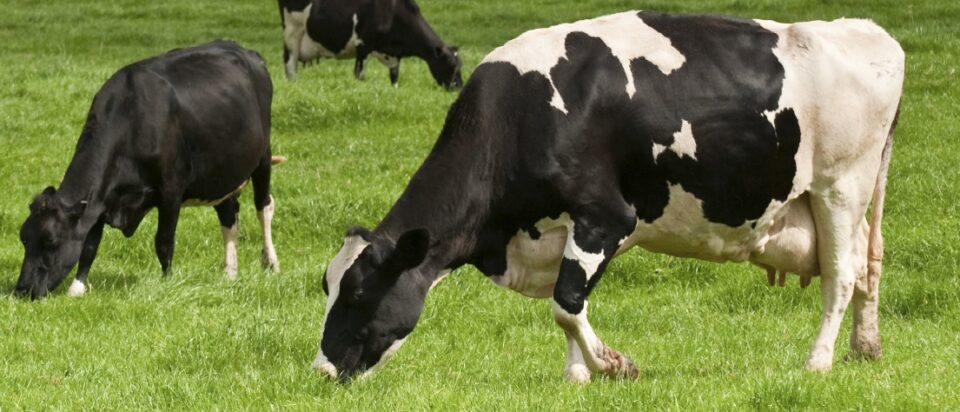 milk glut