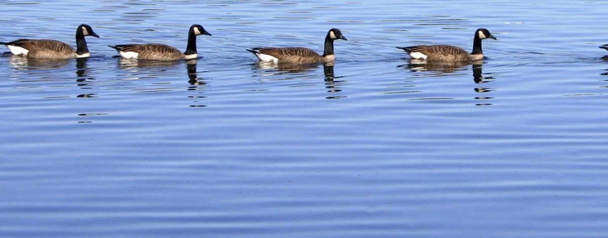 Christmas Price Index Geese