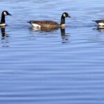 Christmas Price Index Geese