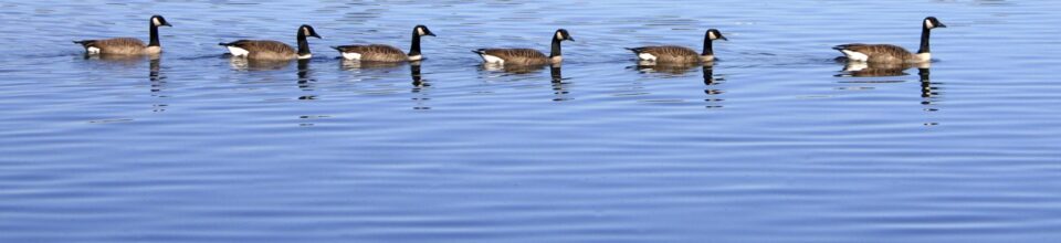 Christmas Price Index Geese