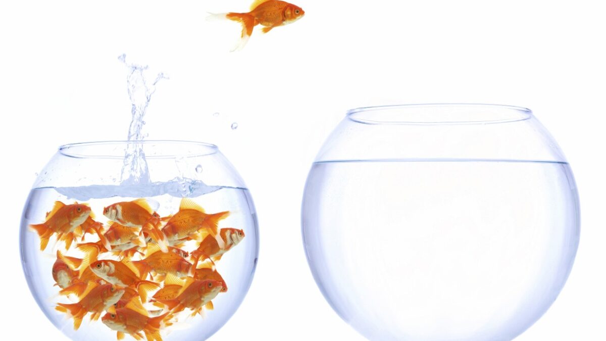 State migration goldfish