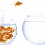 State migration goldfish