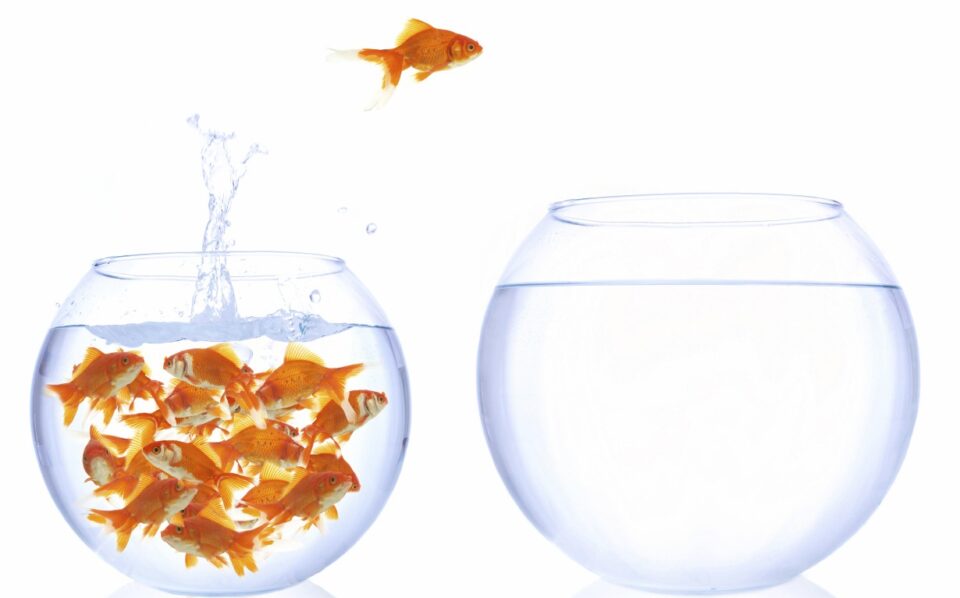 State migration goldfish