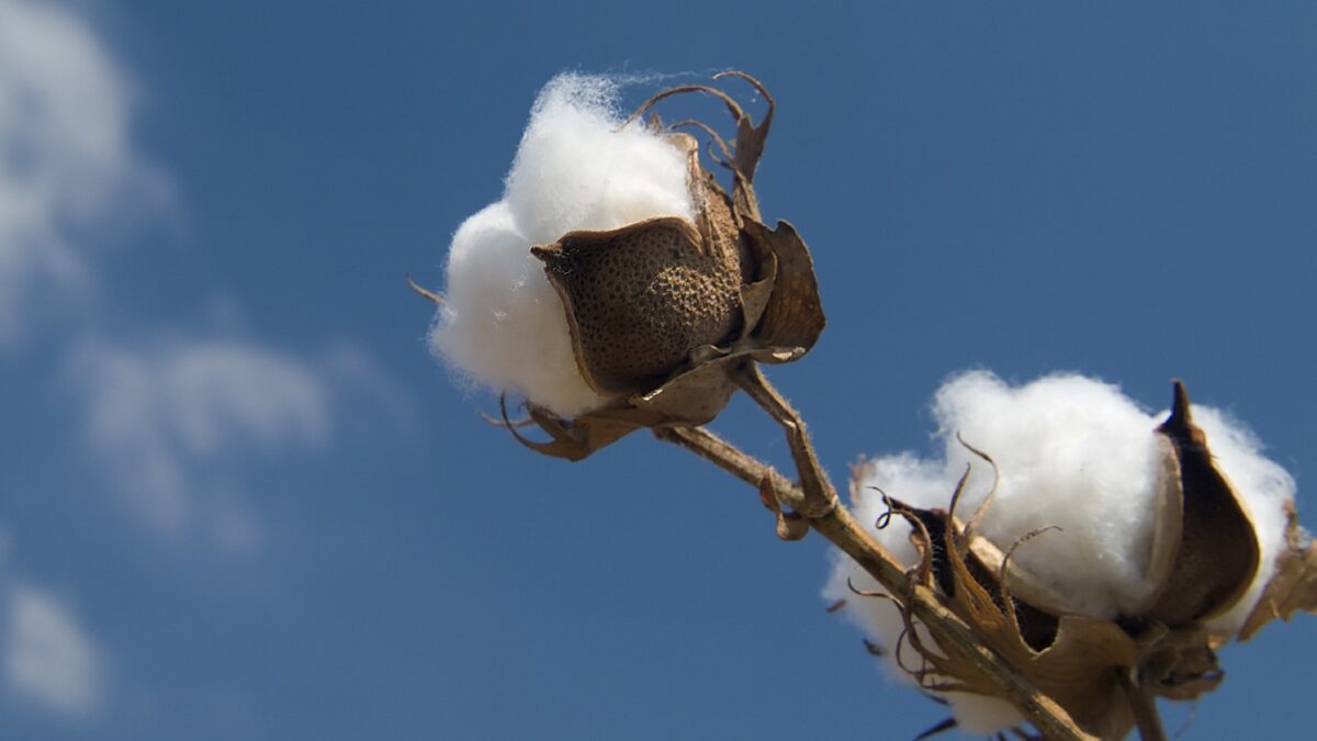 weekly economic news roundup and beginning of the t-shirt supply chain