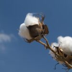 weekly economic news roundup and beginning of the t-shirt supply chain