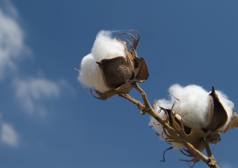 weekly economic news roundup and beginning of the t-shirt supply chain