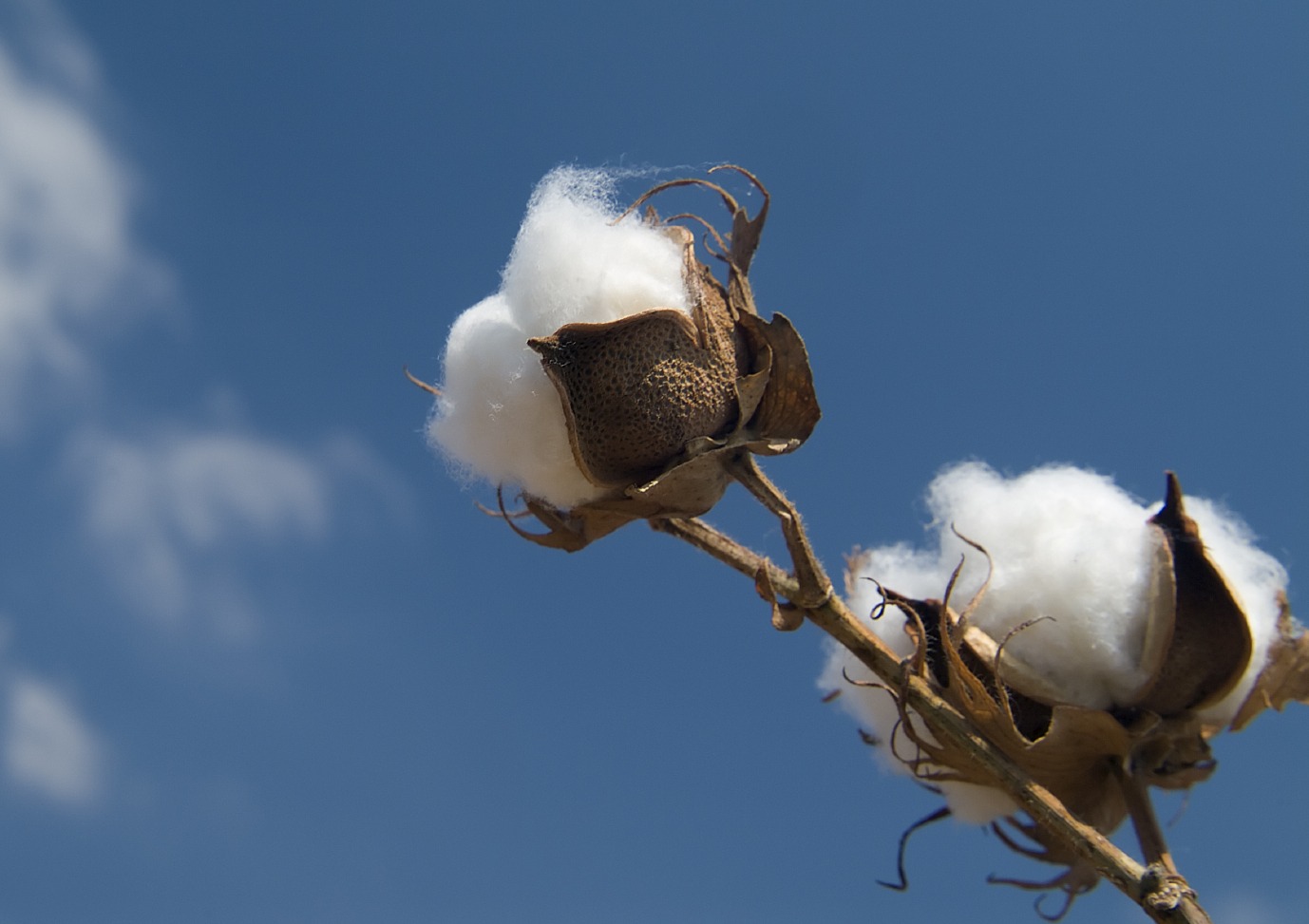 weekly economic news roundup and beginning of the t-shirt supply chain