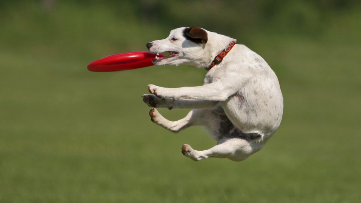 Frisbee entrepreneur