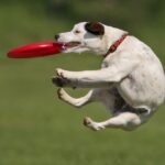 Frisbee entrepreneur