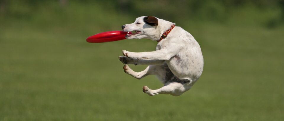 Frisbee entrepreneur