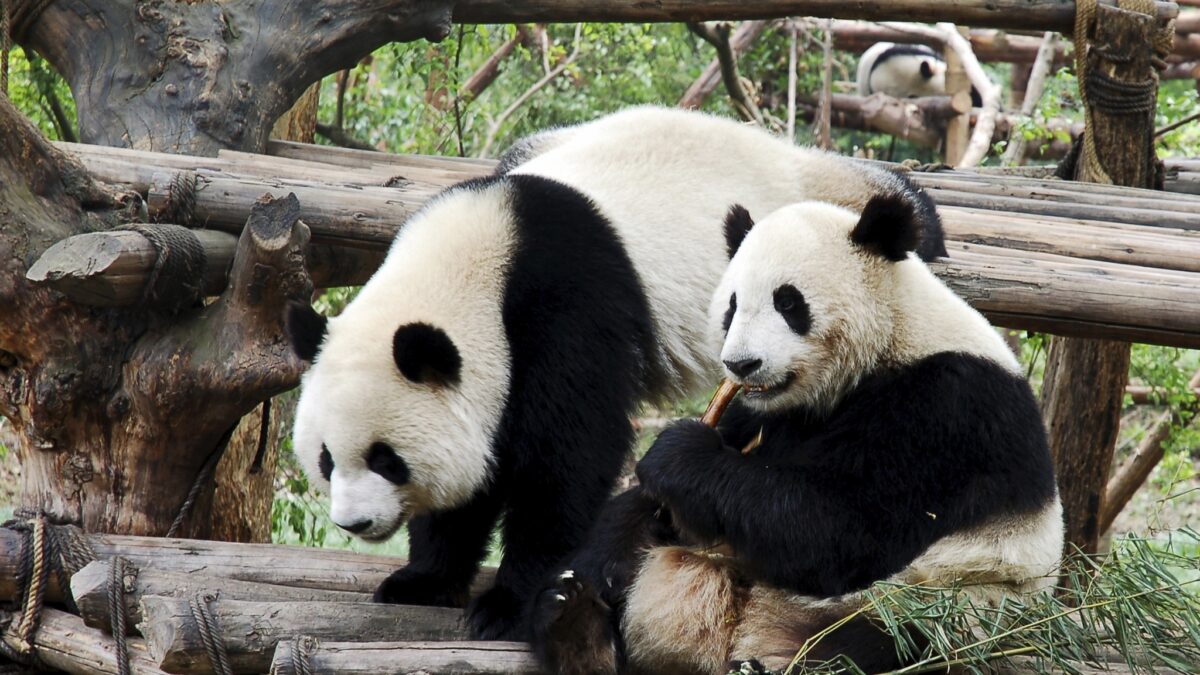 Weekly Economic News Roundup and giant pandas