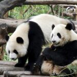 Weekly Economic News Roundup and giant pandas