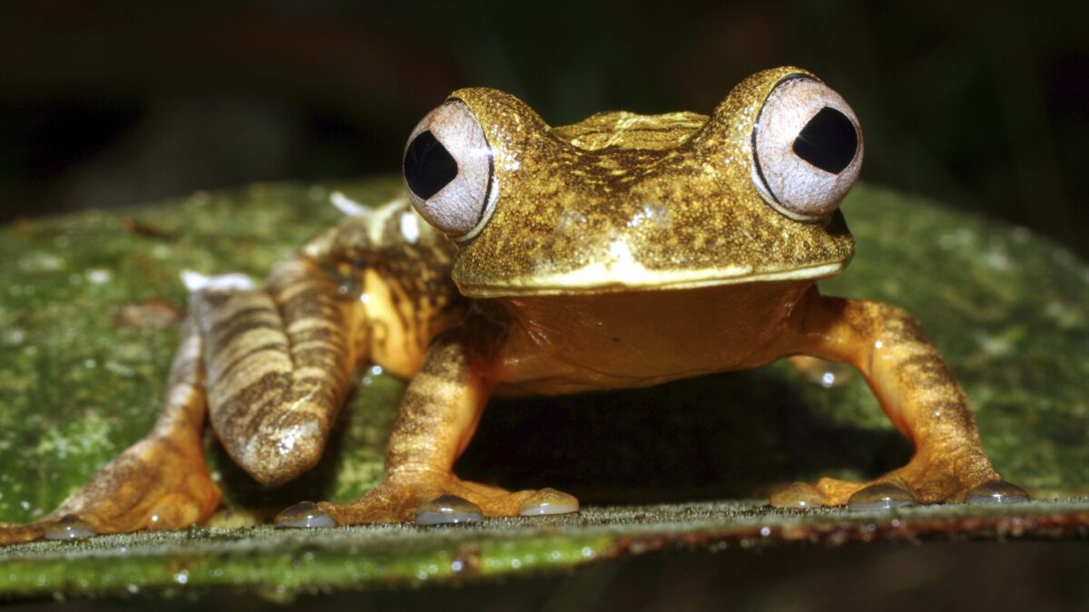 Weekly roundup and Ecuador's Rain Forest Tree Frog