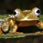Weekly roundup and Ecuador's Rain Forest Tree Frog