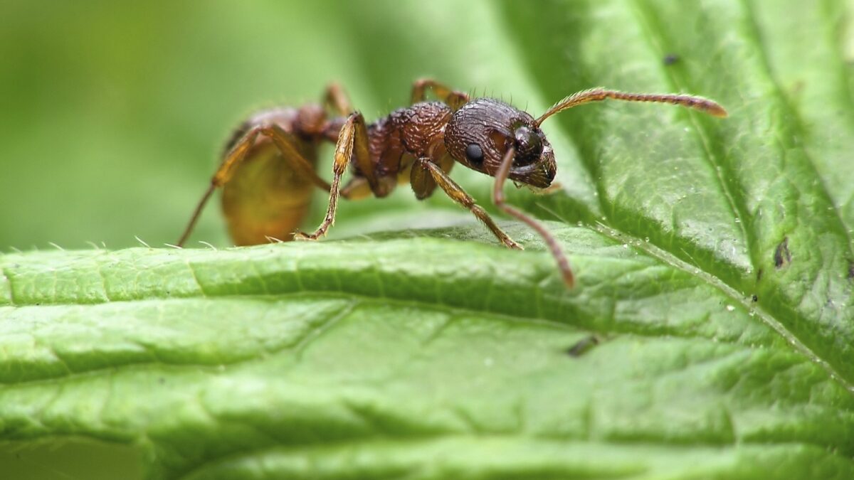 Salamander ant prey