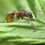 Salamander ant prey