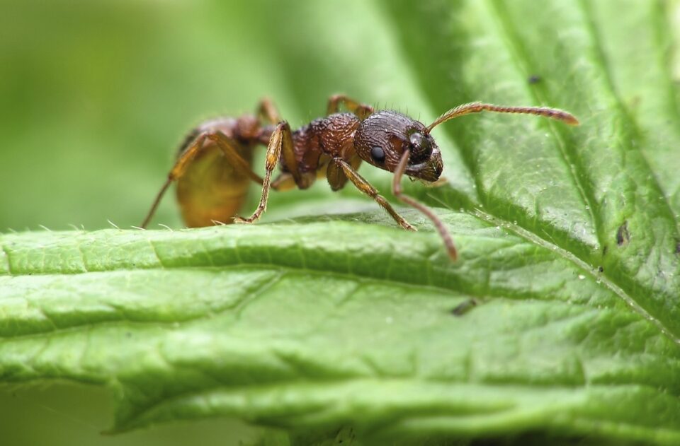 Salamander ant prey