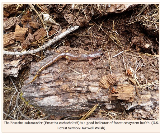 Woodland Salamander and Greenhouse Gases