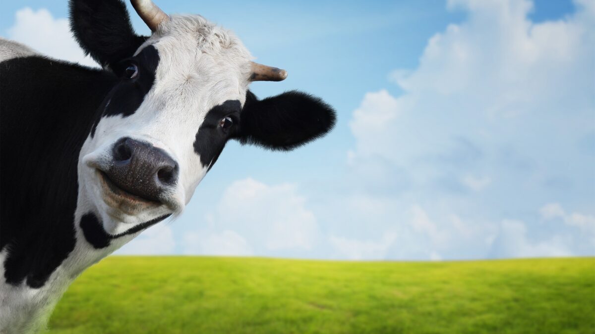 beef prices
