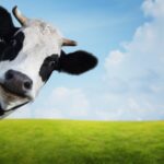 beef prices