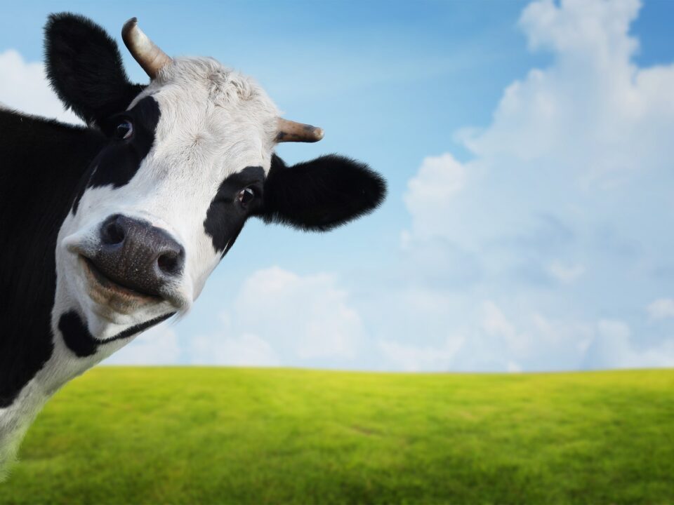 beef prices