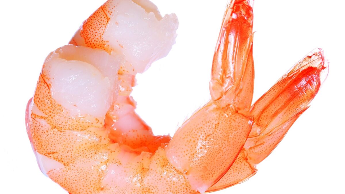 shrimp production