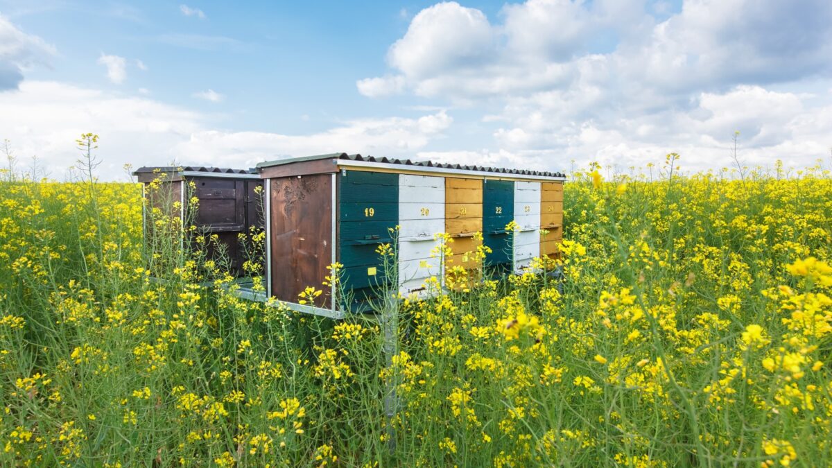 The externalities created by attempts at energy efficiency can be positive or negative.