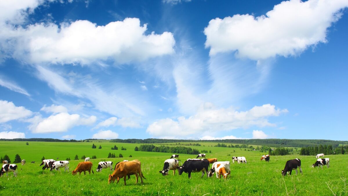 Opportunity cost of less meat: Cows grazing in a mountain pasture