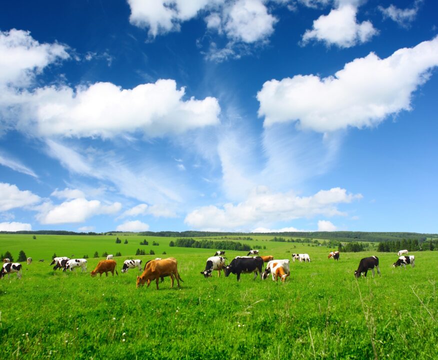 Opportunity cost of less meat: Cows grazing in a mountain pasture