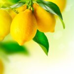 Because of less supply and more demand, lemon prices are soaring.