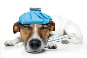 Everyday economics and Increased demand, less physician supply and a price ceiling for Medicaid explain why we have network inadequacy.